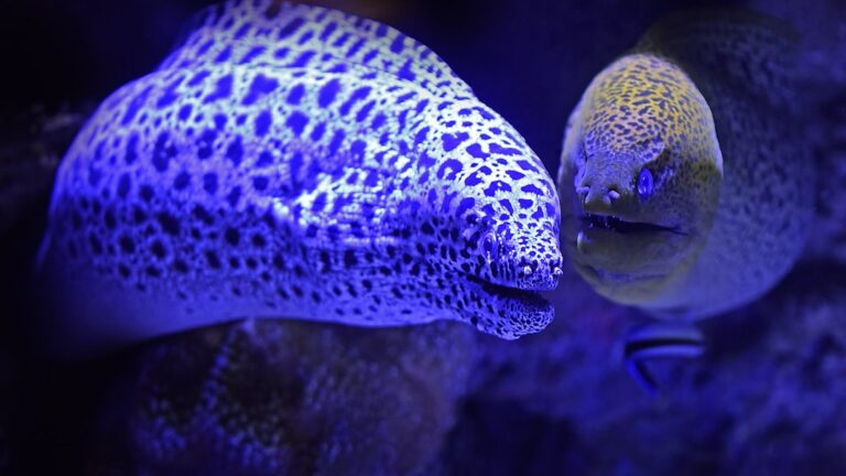 Panda Garra: The Adorable and Unique Aquarium Fish